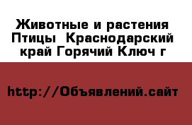 Животные и растения Птицы. Краснодарский край,Горячий Ключ г.